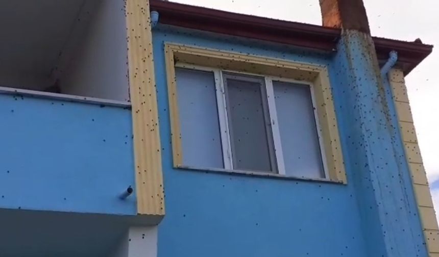Bartın’da kahverengi kokarca istilası kabusa dönüştü