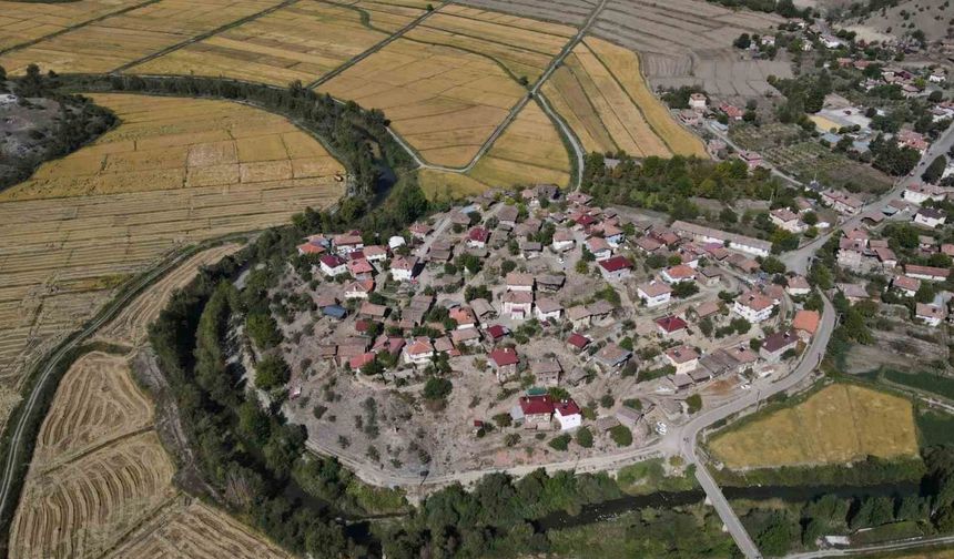 Coğrafi işaretli Tosya pirincinde istenilen rekolteye ulaşılamadı