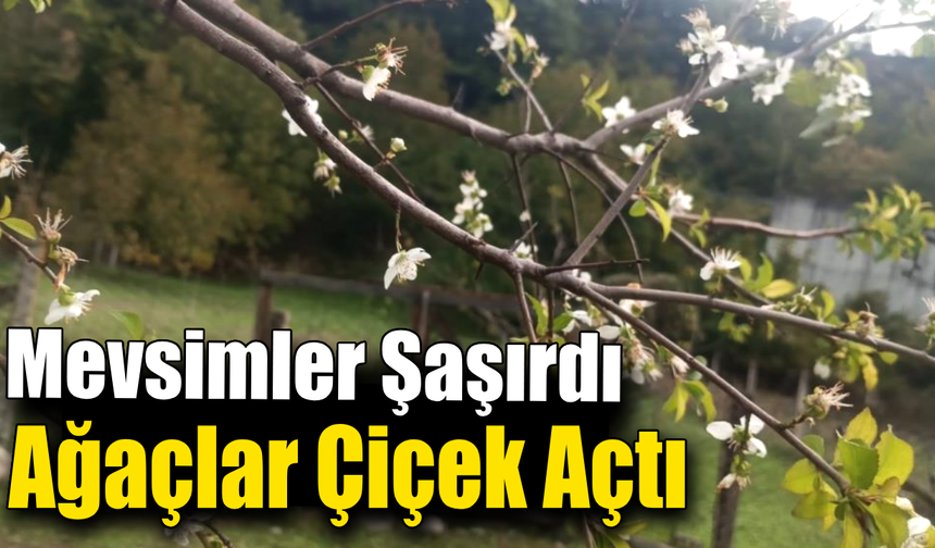 Yaprak dökmesi gerekirken çiçek açtı!