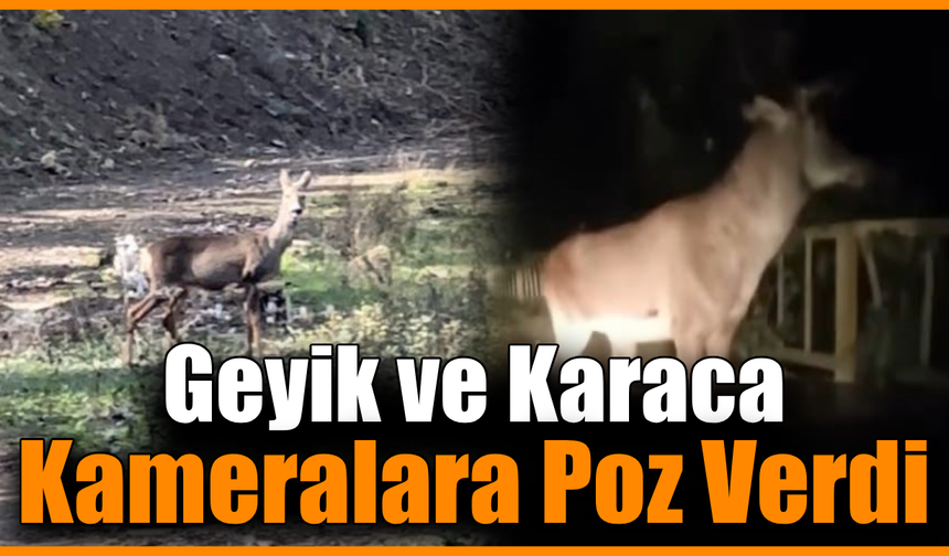 Karabük ormanlarında erkek geyik ve karaca görüntülendi