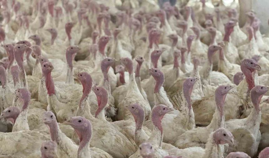 Bolu’da üreticilere "kuş gribi" uyarısı