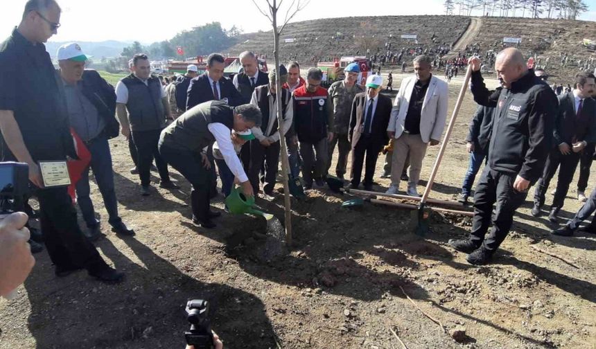 Bolu’da yanan orman yeniden yeşeriyor