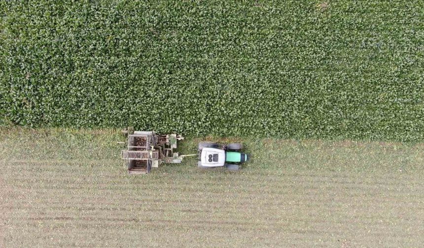 Kastamonu’da çiftçilerin zorlu pancar mesaisi devam ediyor