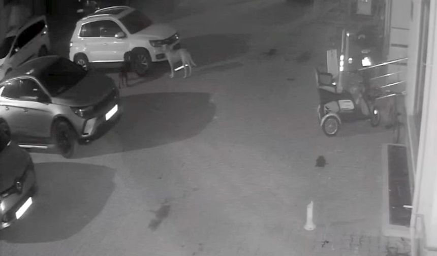 Sokak köpekleri park halindeki aracı parçaladı