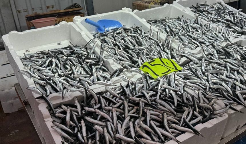 Zonguldak’ta hava şartları hamsi fiyatını yükseltti