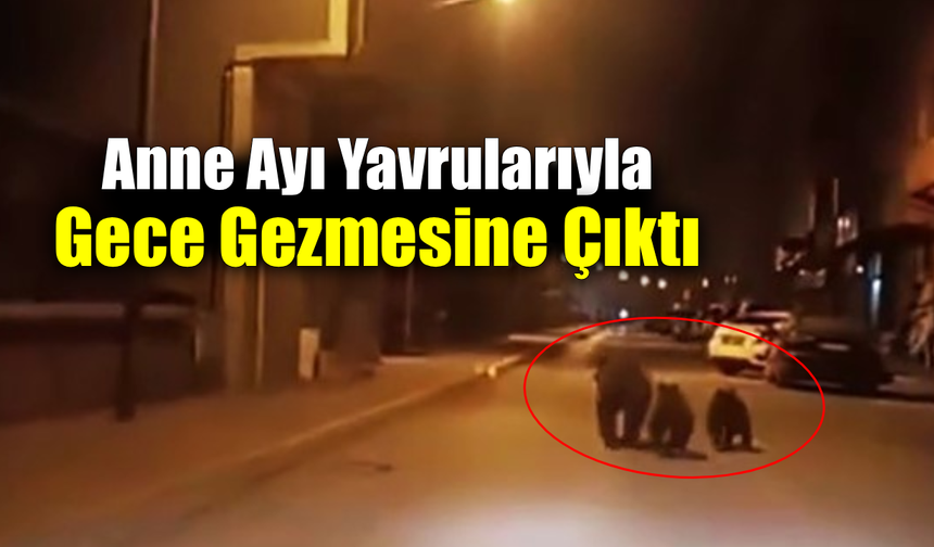 Yenice’de şaşırtan görüntüler: Ayılar caddede koştu