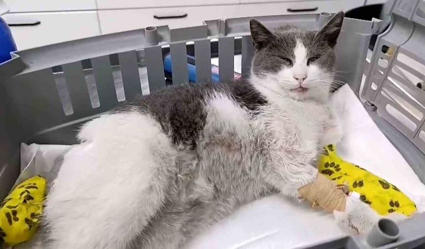 Bolu'da otomobilin çarptığı kedi, tedavi için İstanbul'a sevk edildi