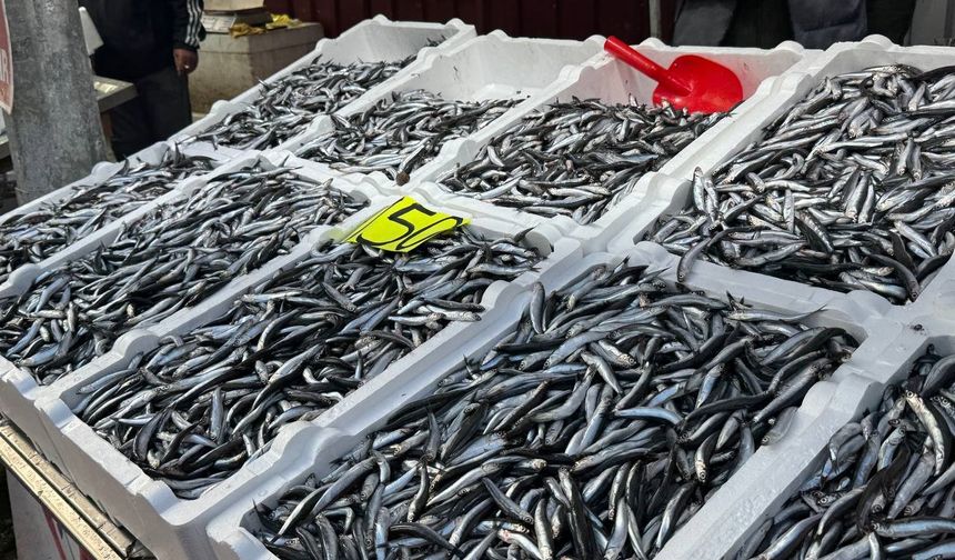 Zonguldak'ta hamsi 150 liradan alıcı buldu