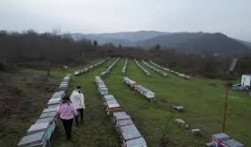 Zonguldak kestane balı dünya sahnesinde altın aldı