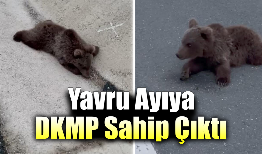 Kara yolundaki yaralı yavru ayı DKMP'ya teslim edildi