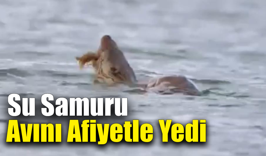 Eflani’de nesli tehlike altındaki su samuru görüntülendi