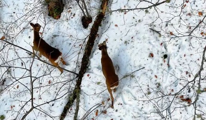 Kastamonu'da kar altındaki karacalar dron ile görüntülendi