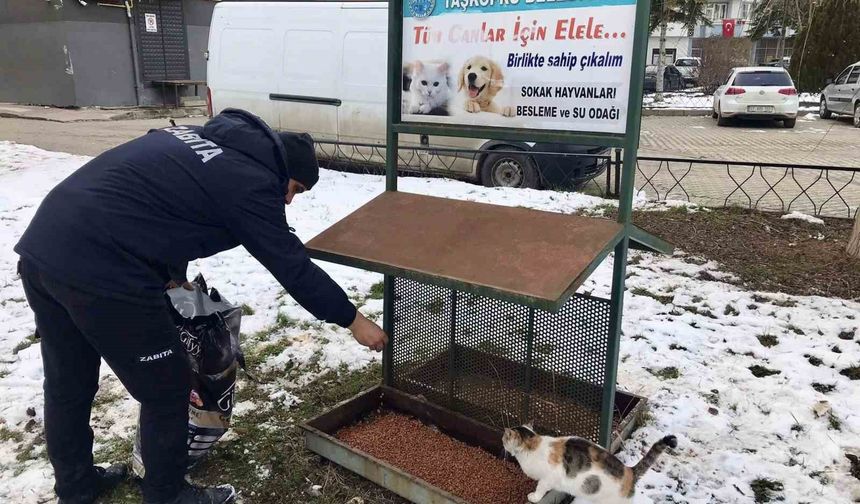 Taşköprü Belediyesi sokak hayvanlarını unutmuyor