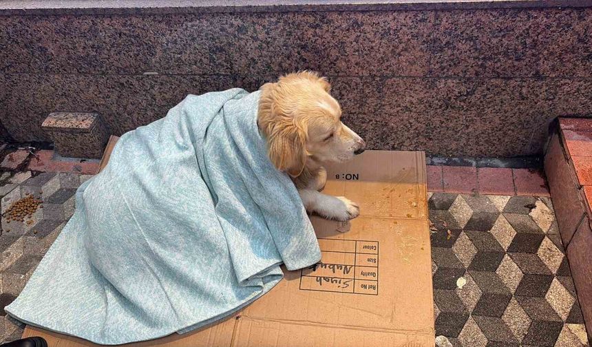 Üşüyen köpeğe aldığı yorganı örten esnaf yürekleri ısıttı