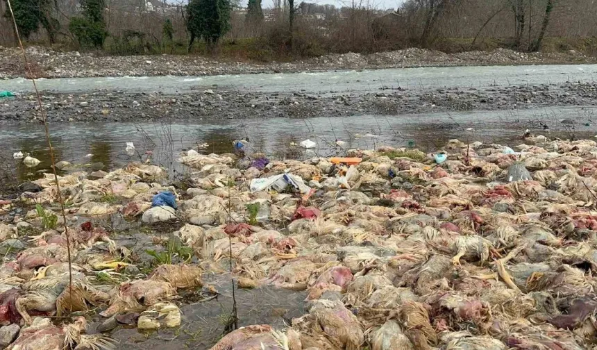 Alaplı’da çay yatağında onlarca ölü tavuk bulundu