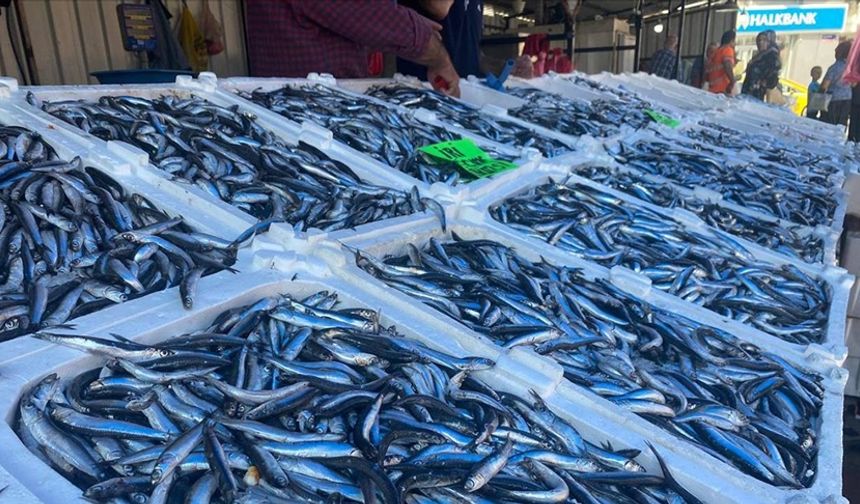 Balık miktarındaki düşüş Zonguldak’ta diyatlara yansıdı