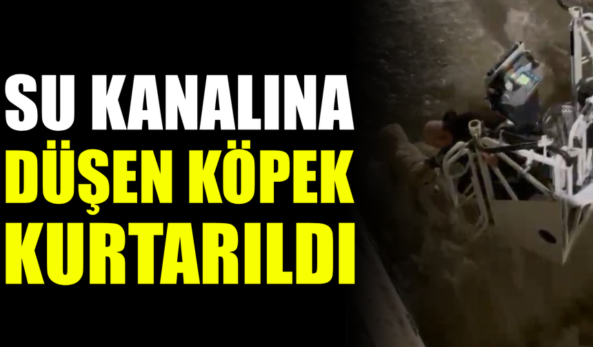 Karabük’te kanala düşen köpek merdivenle çıkarıldı