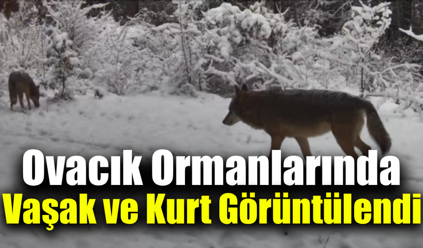 Yiyecek arayan vaşak ile kurtlar fotokapana yansıdı