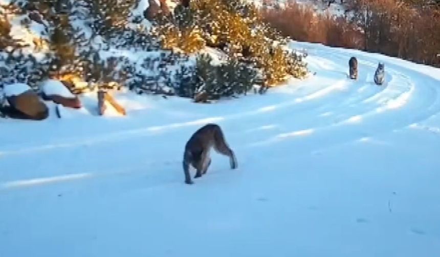 Nesli tehlike altındaki vaşaklar Çankırı ormanlarında
