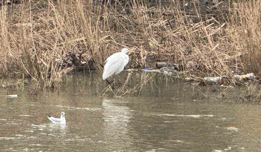 Alaplı Çayı'nda göç hareketliliği başladı