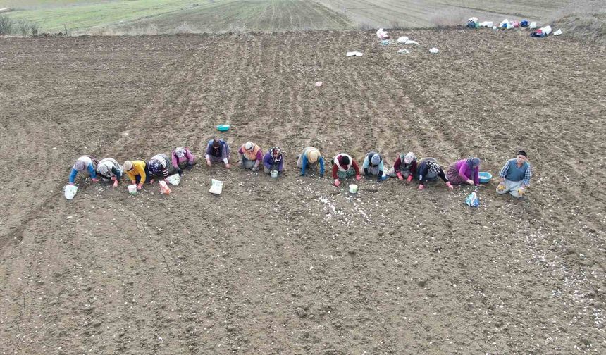 Taşköprü sarımsağı binlerce aileye umut oluyor