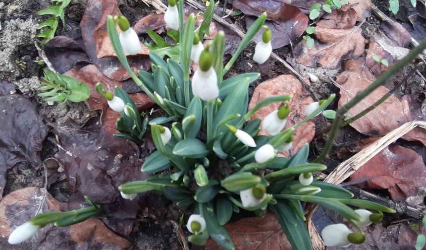 Baharın müjdecisi kardelenler takvimi şaşırdı