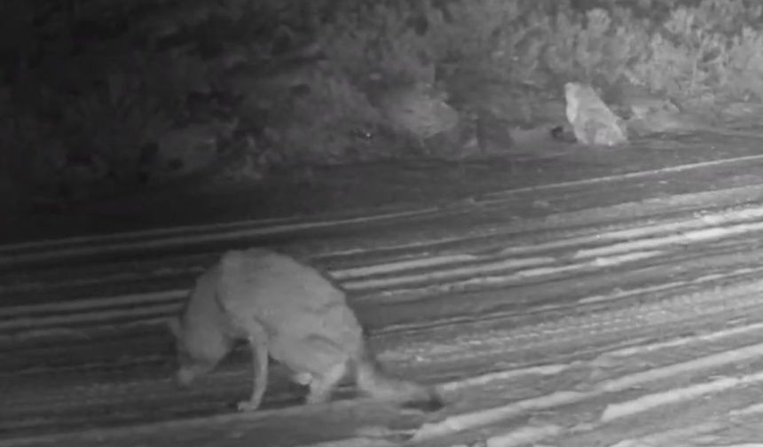 Çankırı'da yaralı kurt ve vaşak fotokapanda