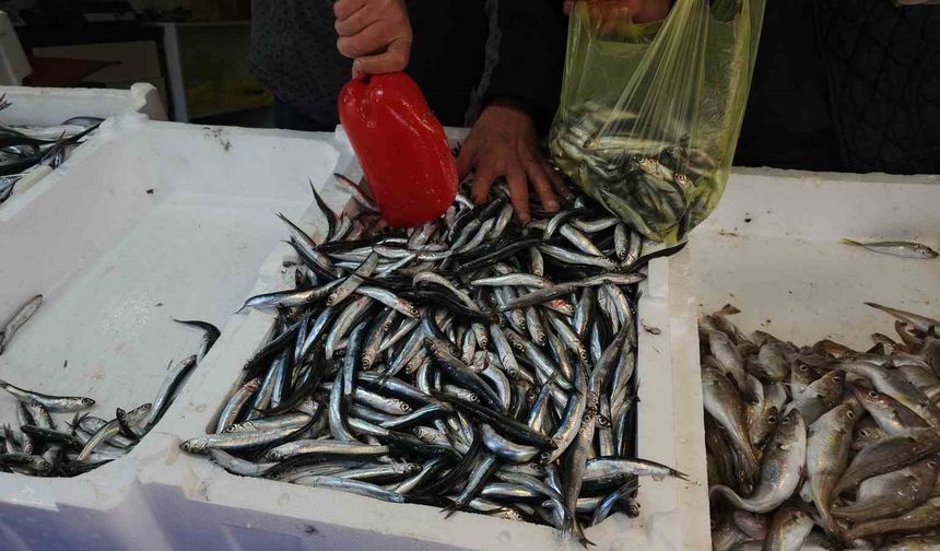 Zonguldak'ta limandan 500 ton hamsi çıktı