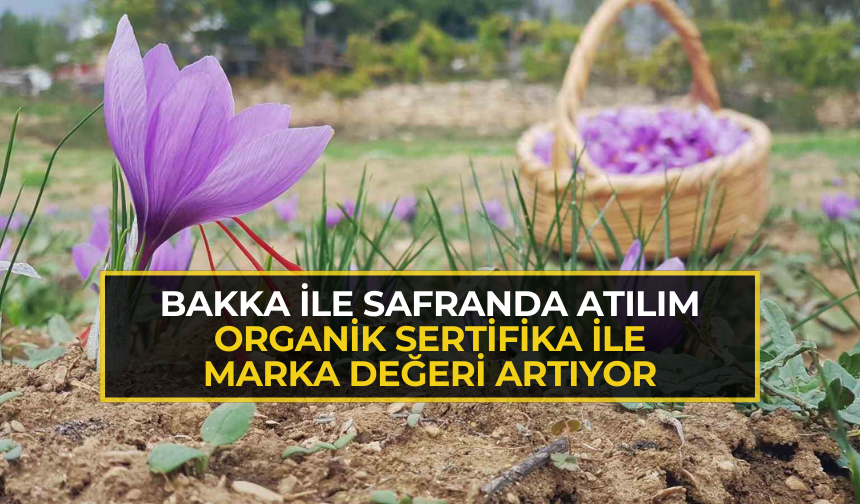 BAKKA ile safranda atılım: Organik sertifika ile marka değeri artıyor