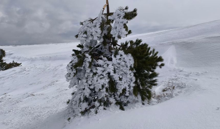 Göynük’te Sibirya soğukları: Ağaçlar buz tuttu