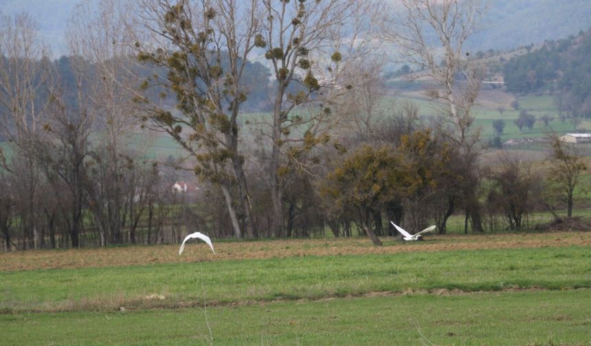 Bolu’da doğaseverleri büyüleyen nadir kuş sürüsü