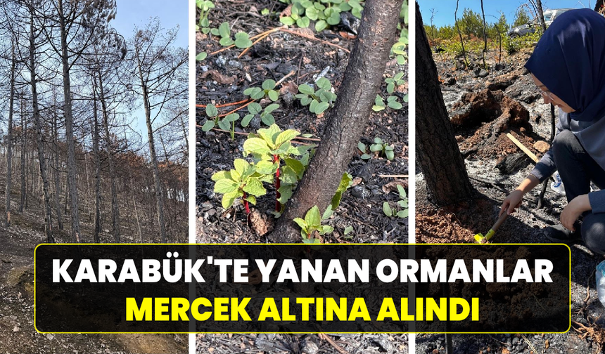 Karabük'te yangının yaraları bilimle sarılacak
