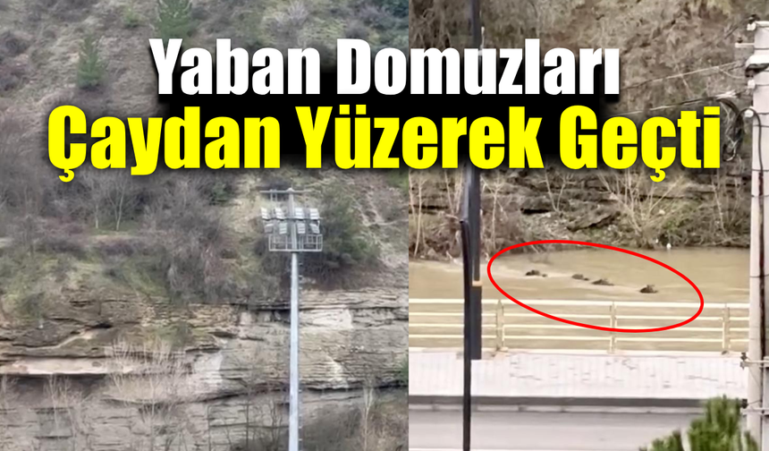 Karabük’te yaban domuzları Filyos Çayını yüzerek aştı
