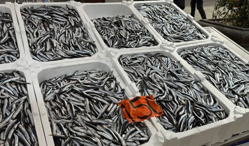 Zonguldak’ta hamsi tezgahlara veda ediyor