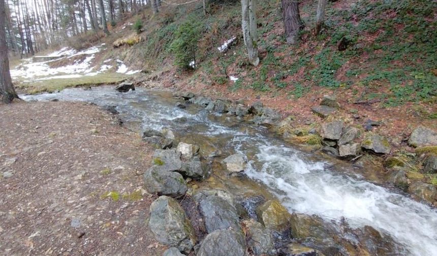 Abant’ta Görsel Şölen: Karlar Eridi, Çiçekler Açtı