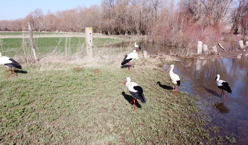 Baharın Müjdecisi Leylekler Görsel Şölen Oluşturdu