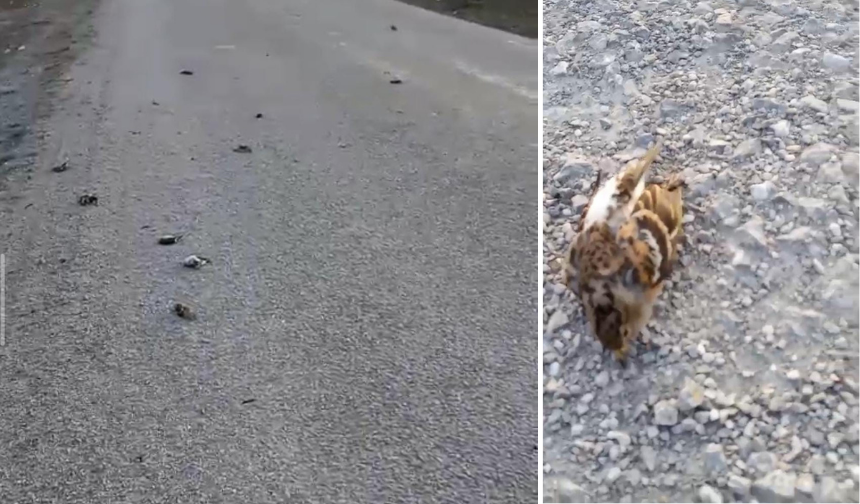 Devrekani’de Yol Üzerinde Toplu Kuş Ölümü