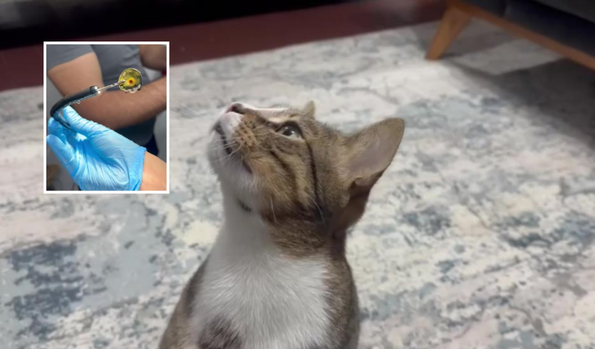 Dört Yıldır Kusan Kedinin Midesinden Bakın Ne Çıktı