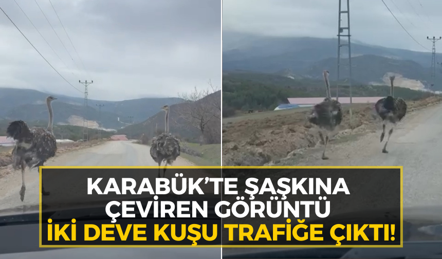 Karabük’te deve kuşları yolda koştu