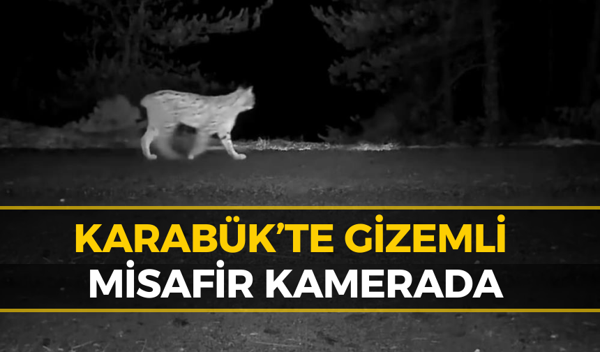 Safranbolu'da Görüntülenen Sessiz Avcı