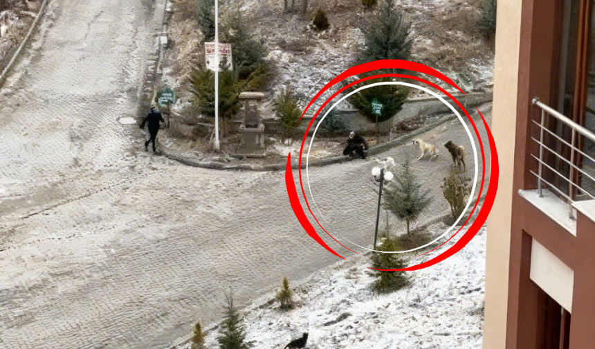 Kastamonu'da dehşet veren köpek saldırısı kameralara yansıdı