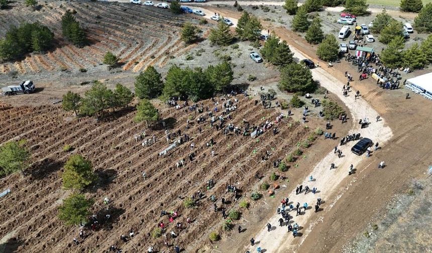 Kastamonu'da 210 Bin Fidan Toprakla Buluşturulacak