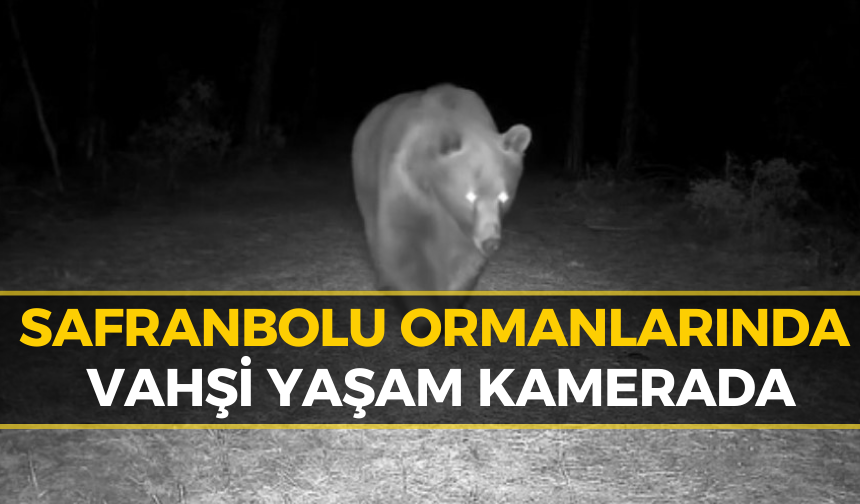 Safranbolu'da Boz Ayı Fotokapanla Görüntülendi