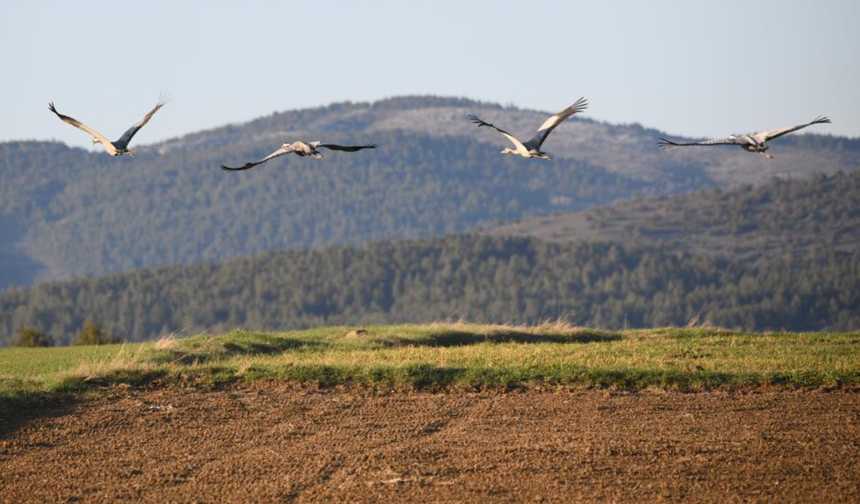 Göç yolundaki turna ailesi Kastamonu’da mola verdi