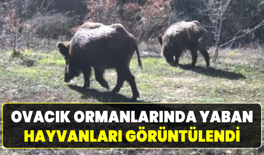 Yiyecek arayan yaban hayvanları fotokapana takıldı