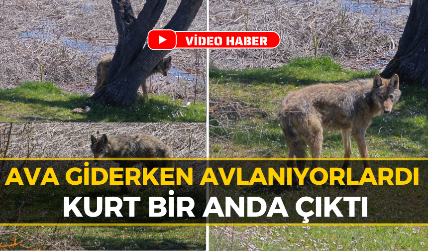 Karabük Eflani'de Balıkçıların Önünü Kurt Kesti!