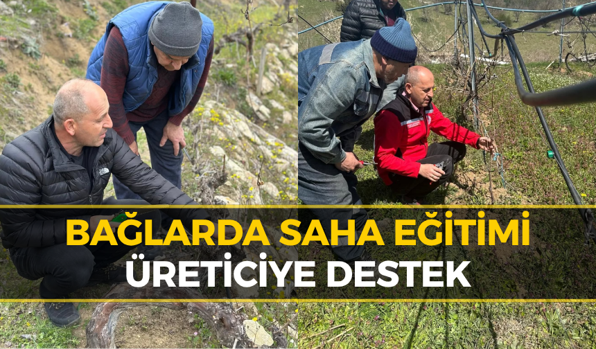 Safranbolu’da Bağlarda Entegre Mücadele Eğitimi