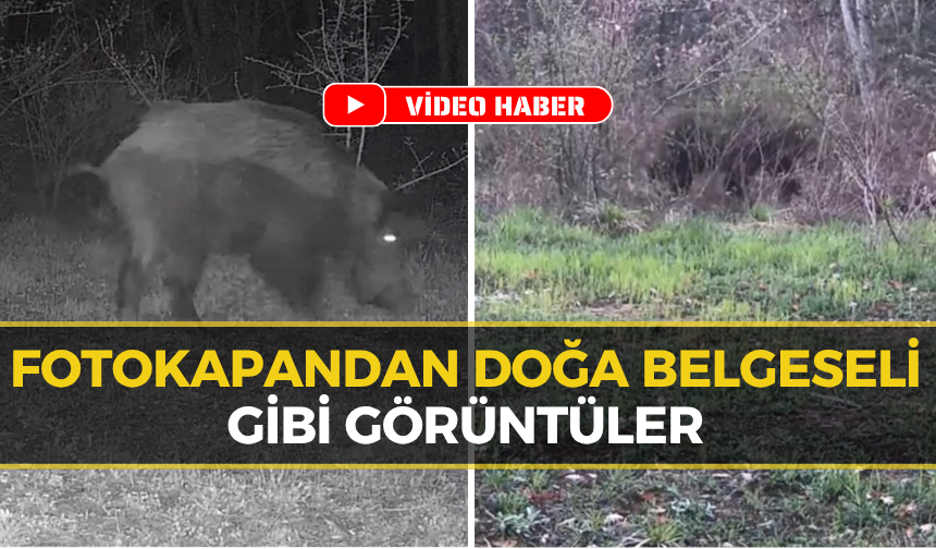 Doğanın Kalbi Ovacık’ta Atıyor: Yaban Hayvanları Kamerada