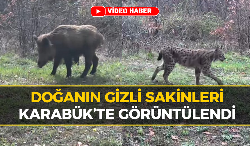 Karabük’te Yaban Hayatı Fotokapana Yansıdı