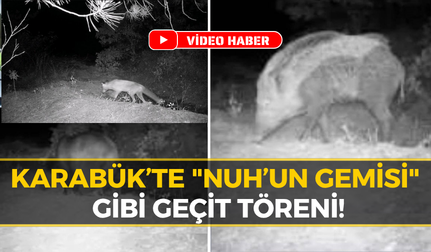 Karabük Ormanlarında Vahşi Yaşamın Gizli Görüntüleri